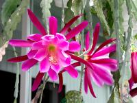 Thumbnail of 1501_Epicactus Sherman E. Beahm_20050518(1).jpg